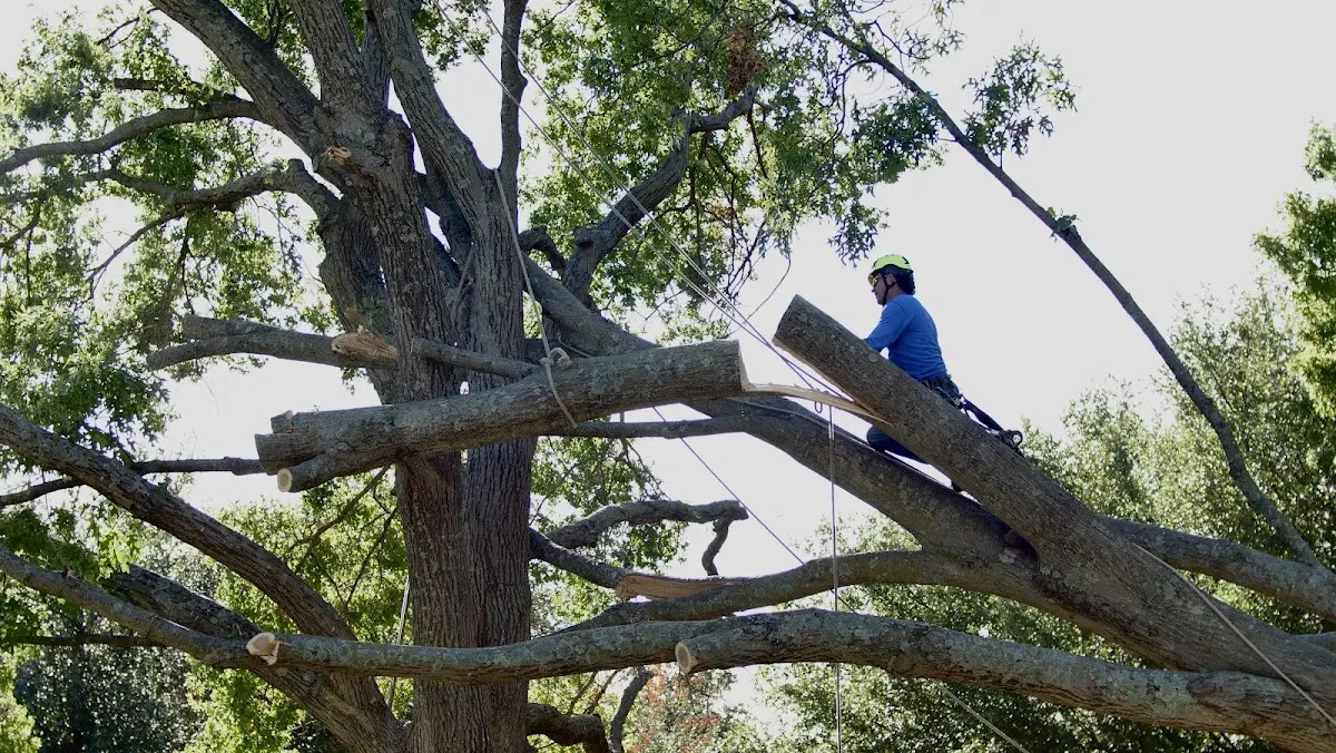 Professional Crown Thinning performed by certified arborists in Bentonville