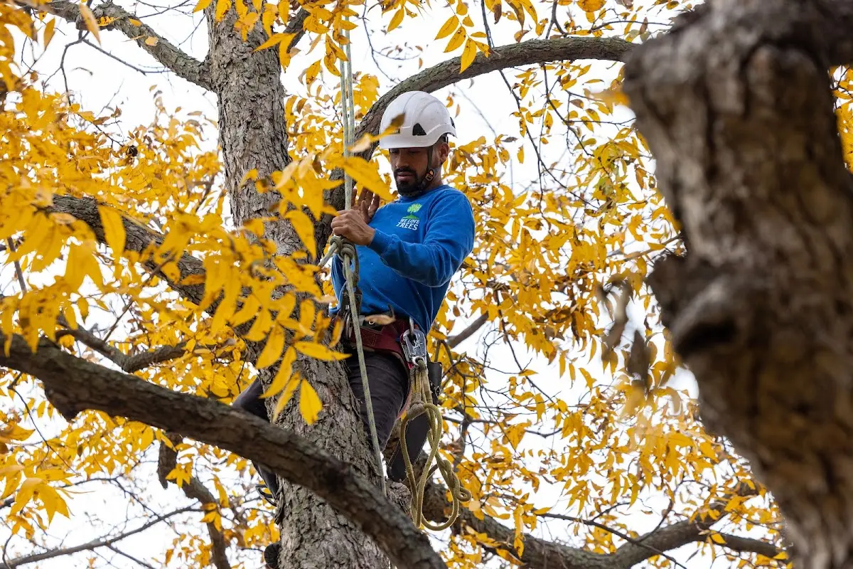 Skilled Tree Pruning crew working in Bentonville